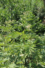 Sambucus ebulus