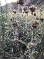 Cirsium canescens