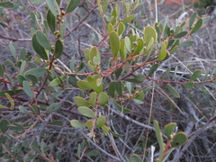 Acacia argyrophylla