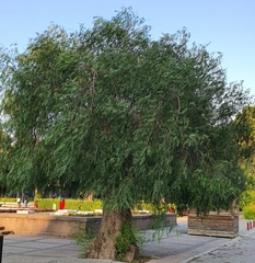 Schinus molle