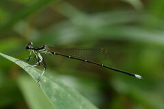 Pseudocopera annulata