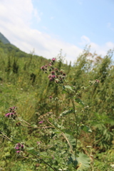 Arctium tomentosum