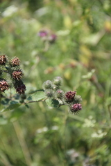 Arctium tomentosum