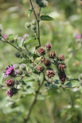 Arctium tomentosum