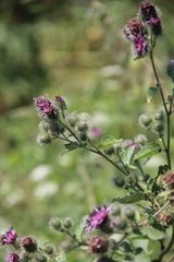 Arctium tomentosum