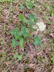 Trifolium repens