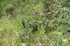 Arctium tomentosum
