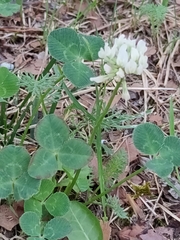 Trifolium repens