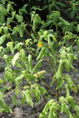 Impatiens noli-tangere