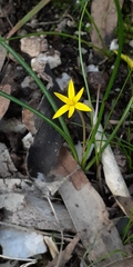 Pauridia glabella glabella