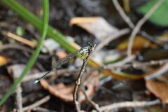 Pseudocopera annulata