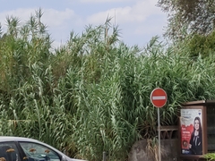 Arundo donax
