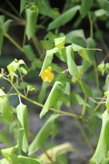 Impatiens noli-tangere