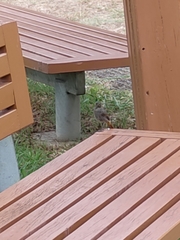 Phoenicurus ochruros