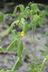 Impatiens noli-tangere