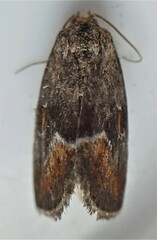 Deltote bellicula