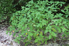 Impatiens noli-tangere
