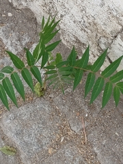 Ailanthus altissima