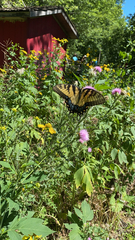Papilio glaucus