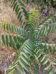 Ailanthus altissima