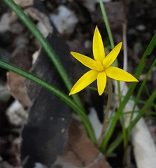 Pauridia glabella glabella