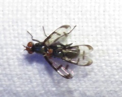 Herina nigrina