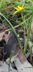 Pauridia glabella glabella
