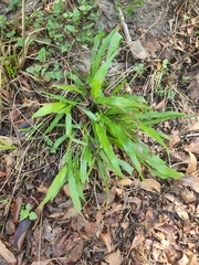 Paspalum langei