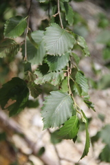 Alnus incana