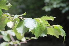 Alnus incana