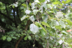 Alnus incana