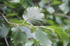 Alnus incana