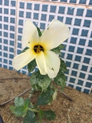 Turnera subulata