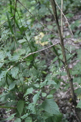 Circaea lutetiana