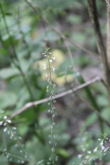 Circaea lutetiana