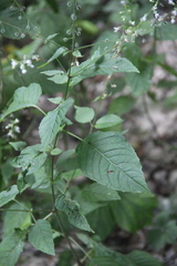 Circaea lutetiana