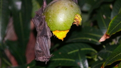 Artibeus jamaicensis