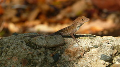 Anolis hispaniolae