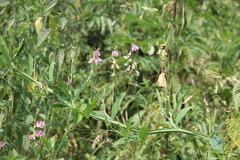 Lathyrus sylvestris