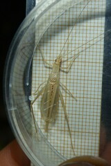 Oecanthus dulcisonans