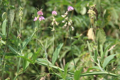 Lathyrus sylvestris