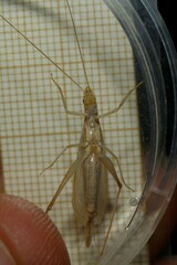 Oecanthus dulcisonans