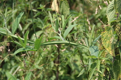Lathyrus sylvestris