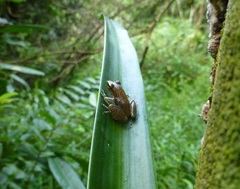 Guibemantis