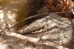 Perlamantis alliberti