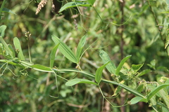 Lathyrus sylvestris