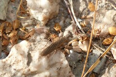 Perlamantis alliberti