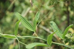 Lathyrus sylvestris