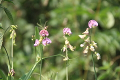 Lathyrus sylvestris
