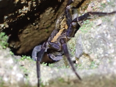 Dolomedes briangreenei